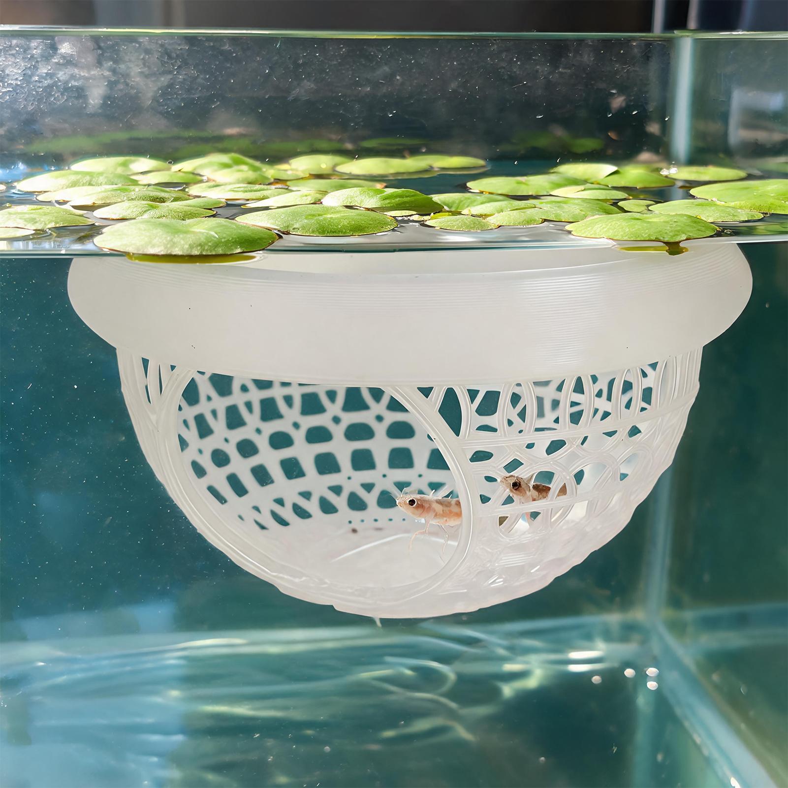 Akvaryum Yüzen Mağara Balık Ka - Aquarium Fish Betta incelemesi ve fiyatı
